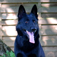 Duke Duke