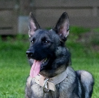 Nova 2 Nova 2