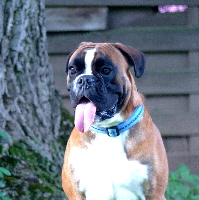Paco Paco